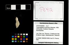 Foto (Objekt + Etikett) von Cracensigillatus acutirostrus (Moericke, 1889)  (NHMW-GEO-2014-0194-0692)